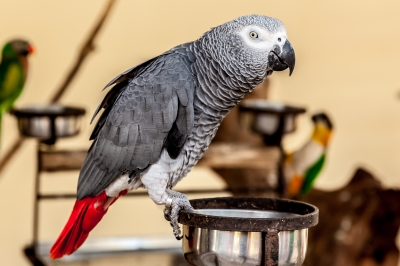 A gray Macaw bird